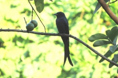 Black-Drongo-copy-compressed