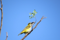 Black-naped-Oriole-compressed