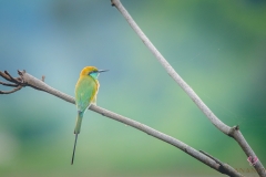 little-green-bird-0027-compressed