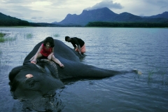 bathing-elephant-HR-compressed