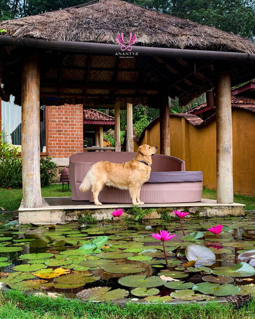 8-Pet-friendly-Anantya-By-the-Lake